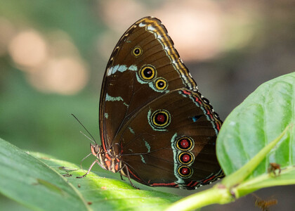 The butterfly Morpho helenor theodorus photographed in Ecuador