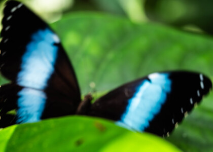 The butterfly Morpho helenor theodorus photographed in Ecuador