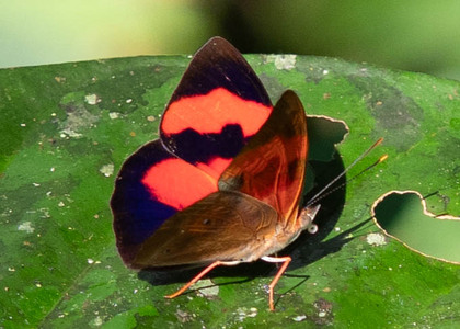 The butterfly Temenis pulchra pallidor photographed in Ecuador