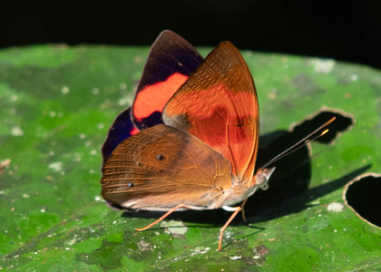 The butterfly Temenis pulchra pallidor photographed in Ecuador