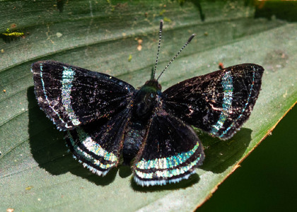 The butterfly Chalodeta theodora photographed in Ecuador