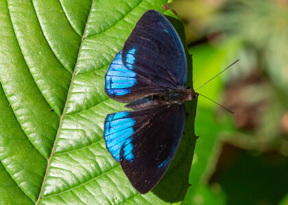 The butterfly Eunica sophonisba agele photographed in Ecuador