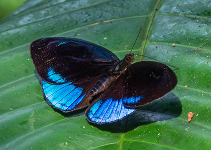 The butterfly Eunica sophonisba agele photographed in Ecuador