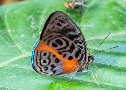 The butterfly Eunica sophonisba agele photographed in Ecuador