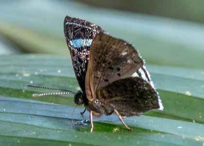The butterfly Chalodeta theodora photographed in Ecuador