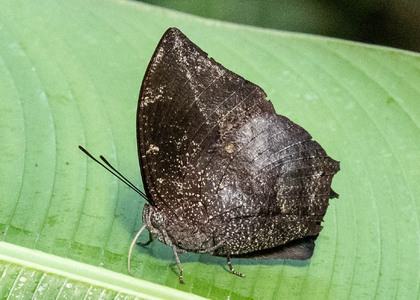The butterfly Memphis acidalia photographed in Ecuador