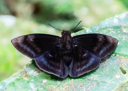 The butterfly Aethilla echina echina photographed in Ecuador