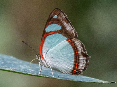 The butterfly Pyrrhogyra crameri nautaca photographed in Ecuador