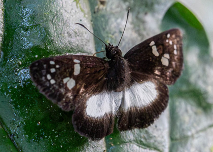 The butterfly Milanion pilumnus photographed in Ecuador