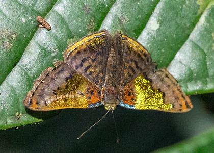 The butterfly Caria rhacotis photographed in Comunidad Apuya,Ecuador