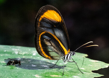 The butterfly Hypoleria alema chrysodonia photographed in Comunidad Apuya,Ecuador