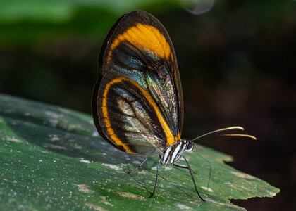 The butterfly Hypoleria alema chrysodonia photographed in Ecuador