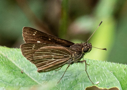 The butterfly Vehilius stictomenes stictomenes photographed in Ecuador