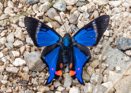 The butterfly Rhetus periander photographed in Talag,Ecuador