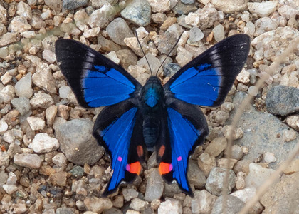 The butterfly Rhetus periander photographed in Ecuador