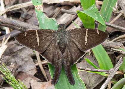 The butterfly Spicauda (Urbanus) teleus photographed in Talag,Ecuador