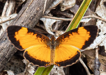The butterfly Tegosa claudina photographed in Talag,Ecuador
