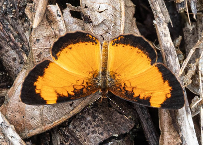 The butterfly Tegosa claudina photographed in Ecuador