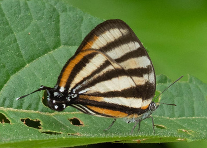 The butterfly Arawacus separata photographed in Talag,Ecuador