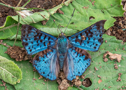 The butterfly Lasaia agesilas photographed in Talag,Ecuador