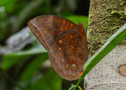 The butterfly Catoblepia berecynthia photographed in Ecuador