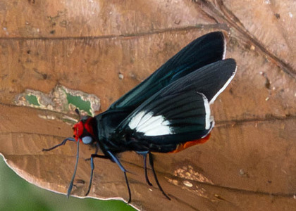 The butterfly Pyrrhopygopsis socrates crates photographed in Talag,Ecuador