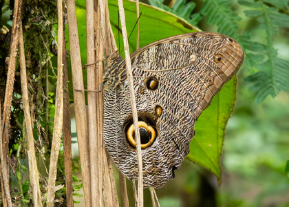 The butterfly Caligo eurilochus photographed in Ecuador