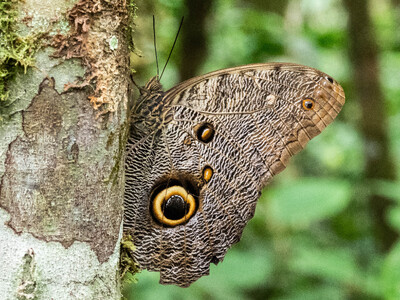 The butterfly Caligo eurilochus photographed in Ecuador