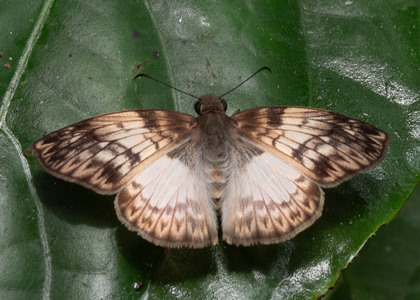 The butterfly Mylon maimon photographed in Talag,Ecuador