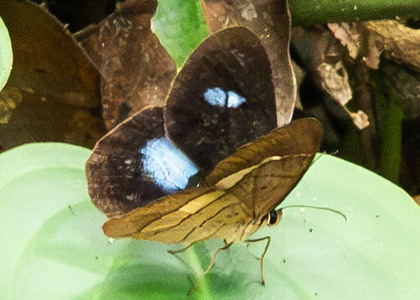 The butterfly Pierella hortona hortona photographed in Ecuador