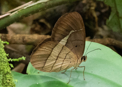 The butterfly Pierella hortona hortona photographed in Talag,Ecuador