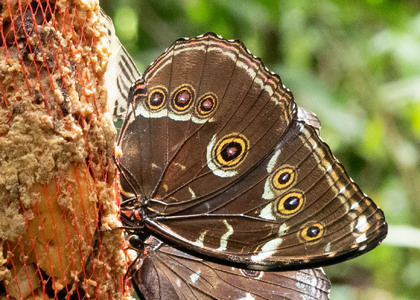 The butterfly Morpho achilles photographed in Talag,Ecuador