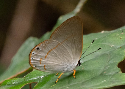 The butterfly Pelolasia eusepus/eumenes photographed in Talag,Ecuador