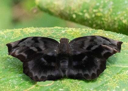 The butterfly Achlyodes busirus heros photographed in Ecuador