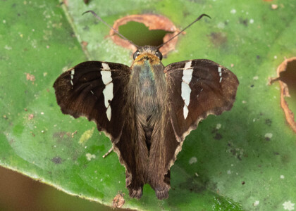 The butterfly Spathilepia clonius photographed in Ecuador