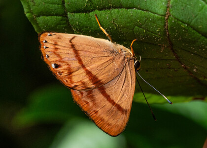 The butterfly Erythia midas crotopina photographed in Talag,Ecuador
