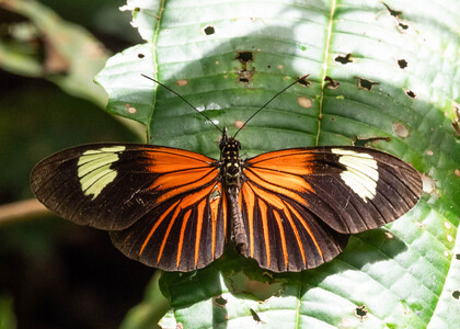 The butterfly Heliconius erato lativitta photographed in Ecuador