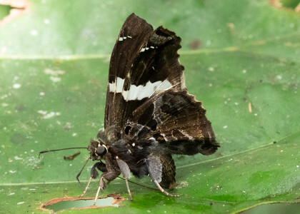 The butterfly Spathilepia clonius photographed in Ecuador