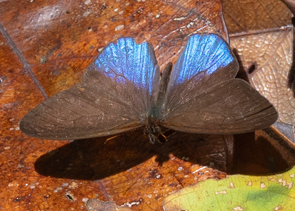 The butterfly Amiga arnaca photographed in Ecuador