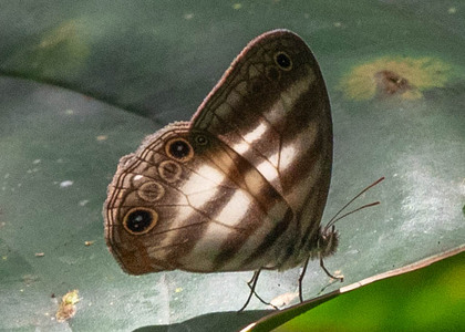 The butterfly Pareuptychia hesionides photographed in Ecuador