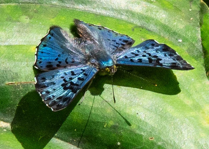 The butterfly Lasaia agesilas photographed in Ecuador