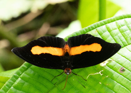 The butterfly Catonephele acontius photographed in Talag,Ecuador