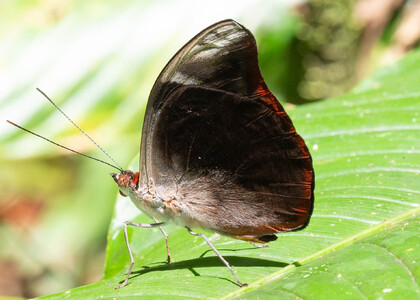 The butterfly Catonephele acontius photographed in Ecuador