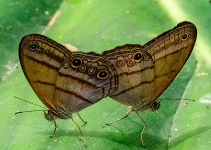 The butterfly Amiga arnaca photographed in Talag,Ecuador