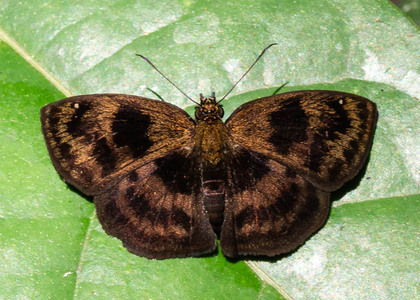 The butterfly Santa trifasciatus photographed in Talag,Ecuador