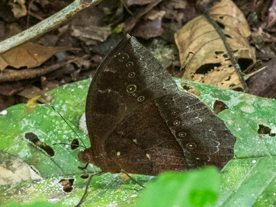 The butterfly Taygetis mermeria photographed in Ecuador