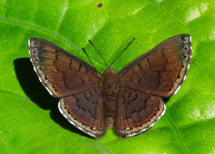 The butterfly Chalodeta lypera photographed in Talag,Ecuador
