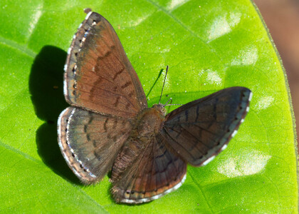 The butterfly Chalodeta lypera photographed in Ecuador
