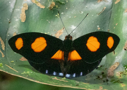 The butterfly Catonephele numilia esite photographed in Talag,Ecuador