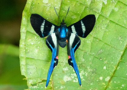 The butterfly Rhetus arcius huana photographed in Ecuador
